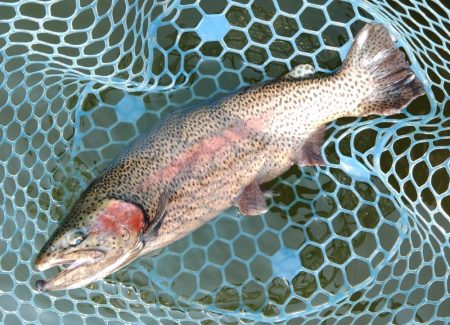 アタリ連発！ ～岡崎トラウトポンド～